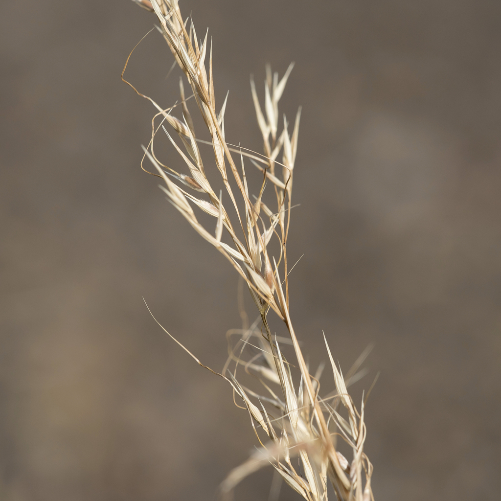 Austrostipa gibbosa