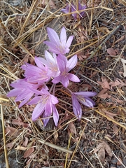 Colchicum feinbruniae