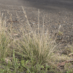 Austrostipa gibbosa