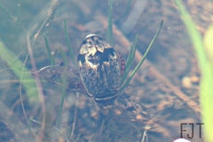 Thermonectus nigrofasciatus