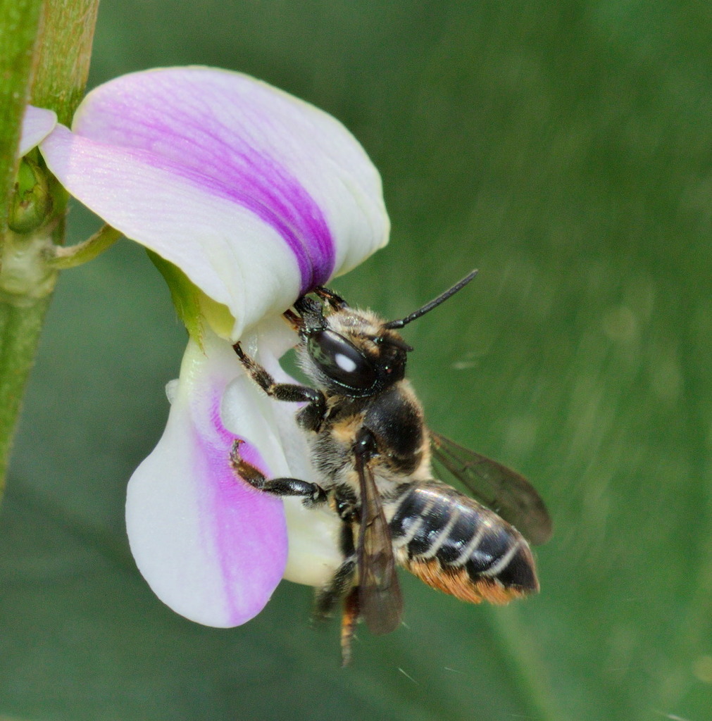 Megachile igniscopata