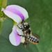 Megachile igniscopata - Photo (c) portioid, some rights reserved (CC BY-SA), uploaded by portioid