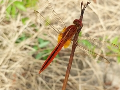 Crocothemis servilia