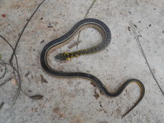 Erythrolamprus melanotus