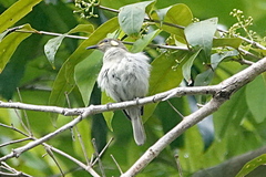 Microptilotis gracilis