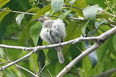 Microptilotis gracilis