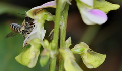 Megachile igniscopata