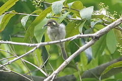 Microptilotis gracilis