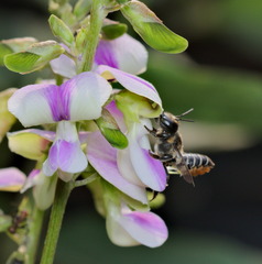 Megachile igniscopata