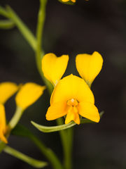 Diuris aequalis