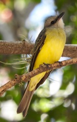 Tyrannus melancholicus