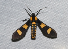 Phoenicoprocta hampsonii