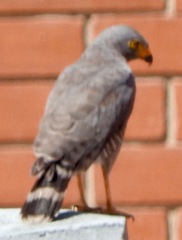 Rupornis magnirostris