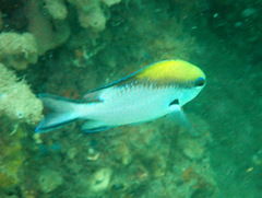 Chromis nitida