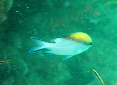 Chromis nitida