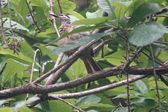 Xanthotis flaviventer