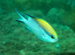 Chromis nitida
