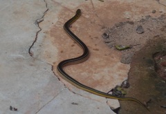Erythrolamprus melanotus