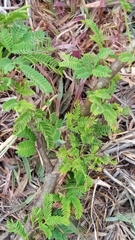 Vachellia farnesiana image