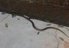 Erythrolamprus melanotus