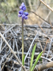 Muscari parviflorum