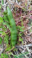 Vachellia farnesiana image