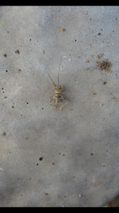 Gryllodes sigillatus