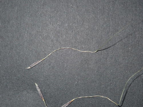 Image of Austrostipa rudis by (c) Thomas Mesaglio, some rights reserved (CC BY)