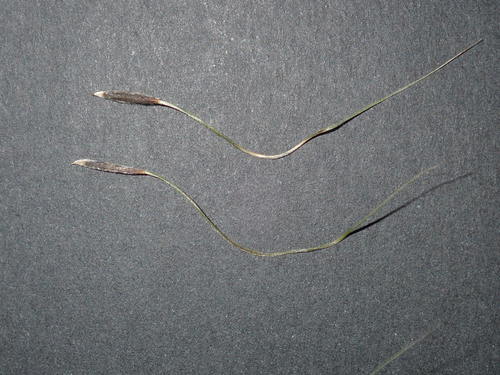 Image of Austrostipa rudis by (c) Thomas Mesaglio, some rights reserved (CC BY)