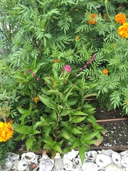 Persicaria tinctoria