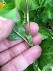 Persicaria tinctoria