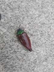 Sternocera chrysis