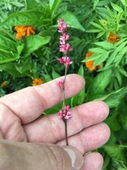 Persicaria tinctoria