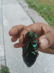 Sternocera chrysis