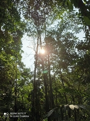 Condamineeae