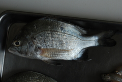 Acanthopagrus pacificus