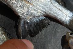 Acanthopagrus pacificus