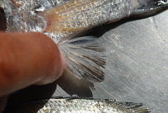 Acanthopagrus pacificus