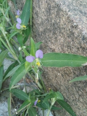 Commelina undulata