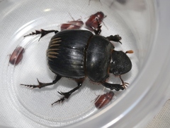 Dichotomius colonicus