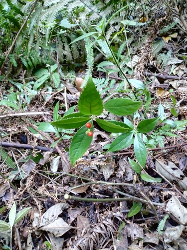 Glabrous Sarcandra Herb