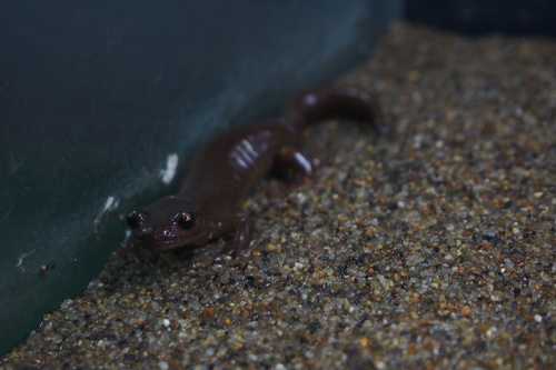 Ezo Salamander, Hynobius retardatus