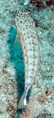 Parapercis clathrata