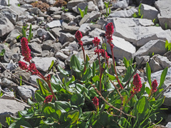 Rumex nivalis