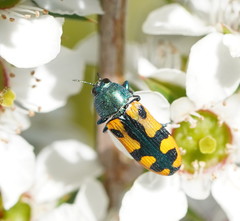 Castiarina scalaris