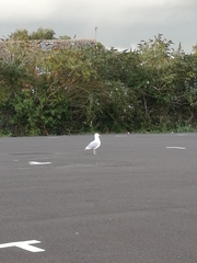 Larus argentatus