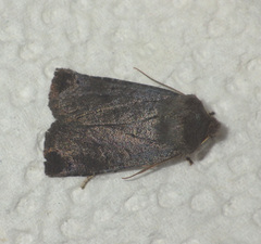 Conistra ligula