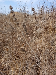 Nepeta curviflora