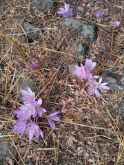 Colchicum feinbruniae