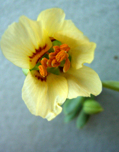 Roepera debilis (Roepera debilis)